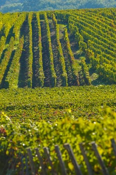 Champagne vineyards Villedomange in Marne department, Champagne-Ardennes, France, Europe