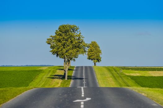 Asphalt road lined with fields and trees in Champagne France Europe