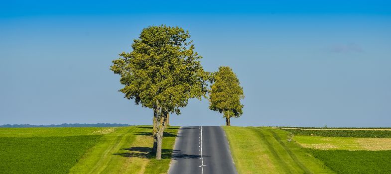 Asphalt road lined with fields and trees in Champagne France Europe
