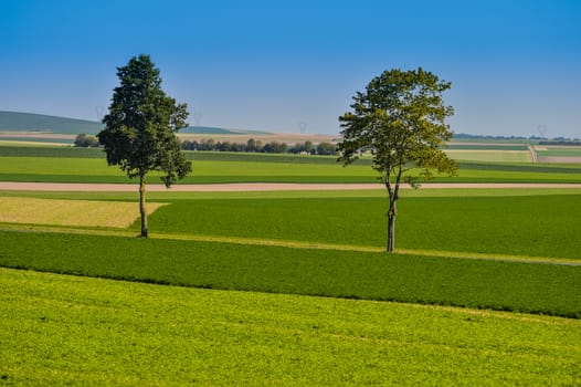 Summer green corn fields and trees in Champagne France Europe
