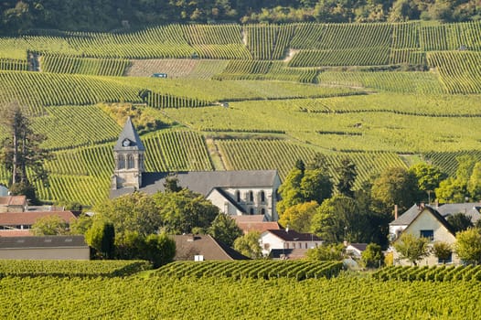 Champagne vineyards Cuis in Marne department, Champagne-Ardennes, France, Europe