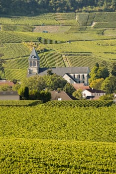 Champagne vineyards Cuis in Marne department, Champagne-Ardennes, France, Europe