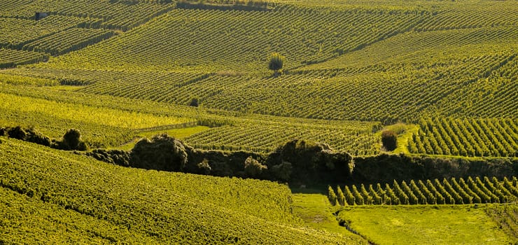 Champagne vineyards Cuis in Marne department, Champagne-Ardennes, France, Europe