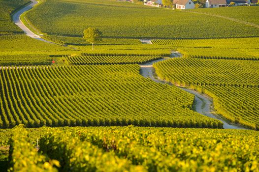 Champagne vineyards in Marne department, Champagne-Ardennes, France, Europe