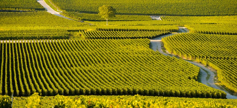 Champagne vineyards in Marne department, Champagne-Ardennes, France, Europe