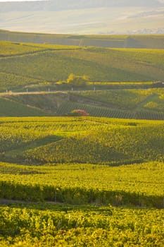 Champagne vineyards in Marne department, Champagne-Ardennes, France, Europe
