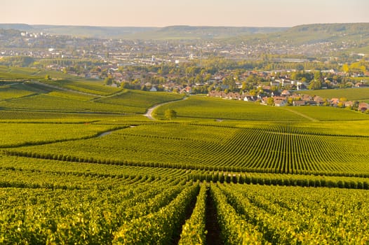 Champagne vineyards in Marne department, Champagne-Ardennes, France, Europe