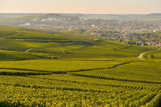 Champagne vineyards in Marne department, Champagne-Ardennes, France, Europe