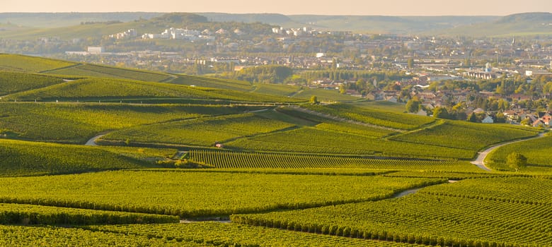 Champagne vineyards in Marne department, Champagne-Ardennes, France, Europe