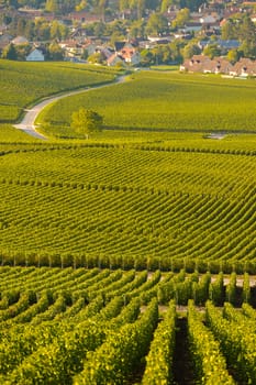Champagne vineyards in Marne department, Champagne-Ardennes, France, Europe
