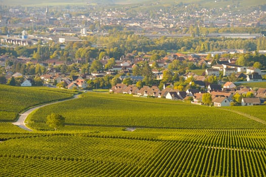 Champagne vineyards in Marne department, Champagne-Ardennes, France, Europe