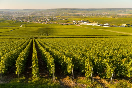 Champagne vineyards in Marne department, Champagne-Ardennes, France, Europe