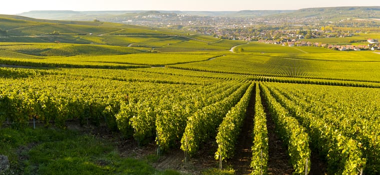 Champagne vineyards in Marne department, Champagne-Ardennes, France, Europe