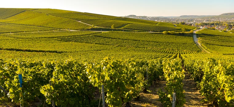 Champagne vineyards in Marne department, Champagne-Ardennes, France, Europe