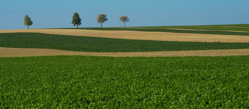 Green trees in a fields on blue sky, Champagne, France, Europe