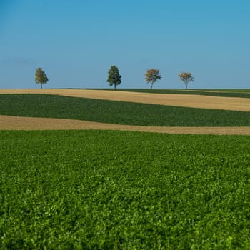 Green trees in a fields on blue sky, Champagne, France, Europe