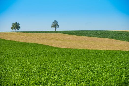 Green trees in a fields on blue sky, Champagne, France, Europe