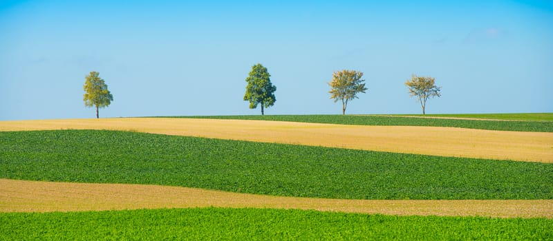 Green trees in a fields on blue sky, Champagne, France, Europe