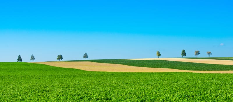 Green trees in a fields on blue sky, Champagne, France, Europe