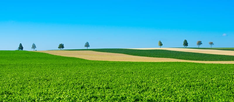 Green trees in a fields on blue sky, Champagne, France, Europe