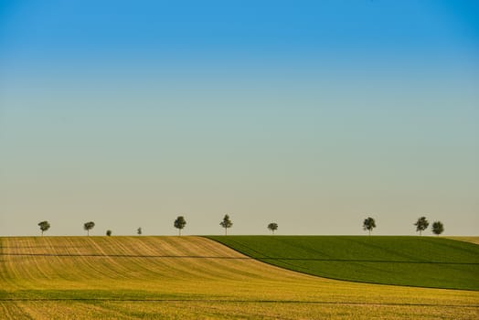 Green trees in a fields on blue sky, Champagne, France, Europe