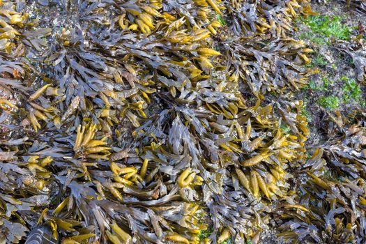 Bladderwrack Seaweed clinging on the rocks at Oregon Coast at low tide