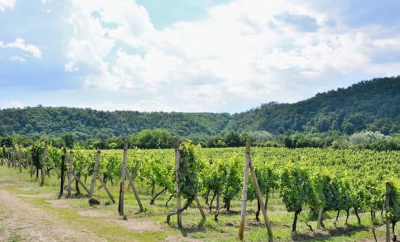 Sobes vineyard in South Moravia near Znojmo town in Czech Republic. One of the oldest and best placed vineyard in Europe. Vineyard in day with blue sky.