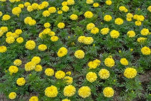 big field of beautiful yellow flowers, a beautiful sunny day