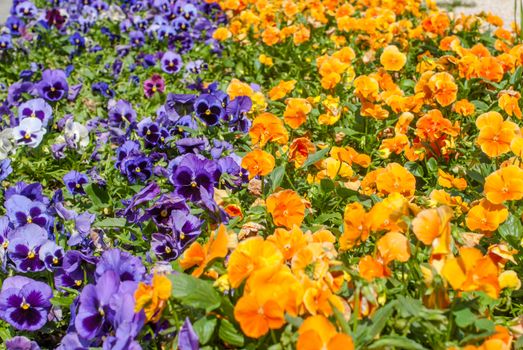 mixed pansies in garden, a beautiful sunny day