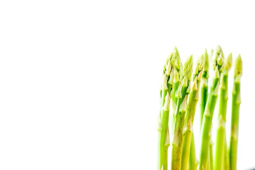 Asparagus sprouts on the white background