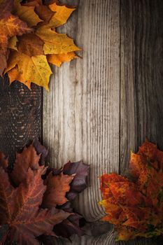 Colorful autumnal maple leaves on the wooden table vertical