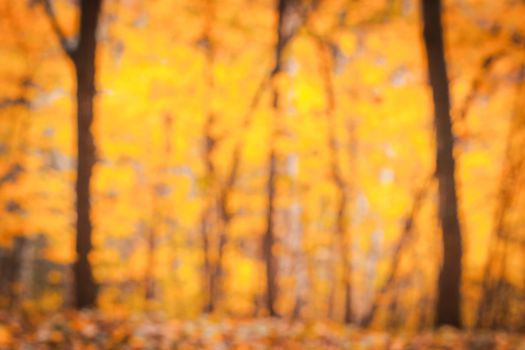 Autumn trees blurred background