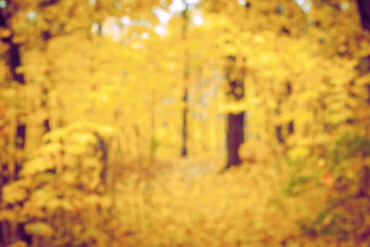 Autumn forest blurred background