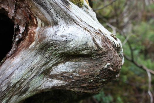 Head growing out from an old tree. May be a person caught by a curse?