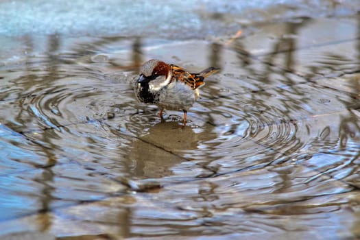 The wet sparrow costs in a pool