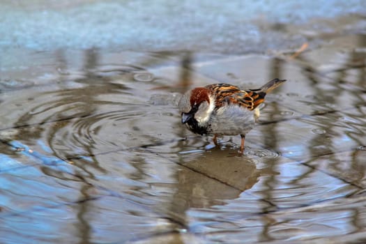 The wet sparrow costs in a pool