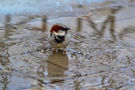 The wet sparrow costs in a pool