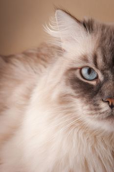 Domestic cat on the wall background  horizontal