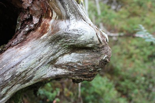 Head growing out from an old tree. May be a person caught by a curse?