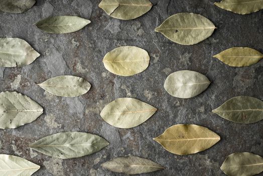 Leaves of the tree of the laurel on the stone table horizontal super still life