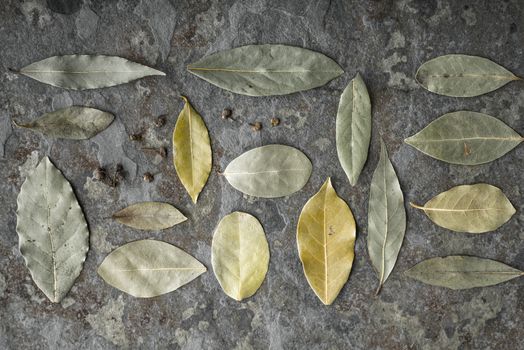 Leaves of the tree of the laurel on the stone table horizontal super still life