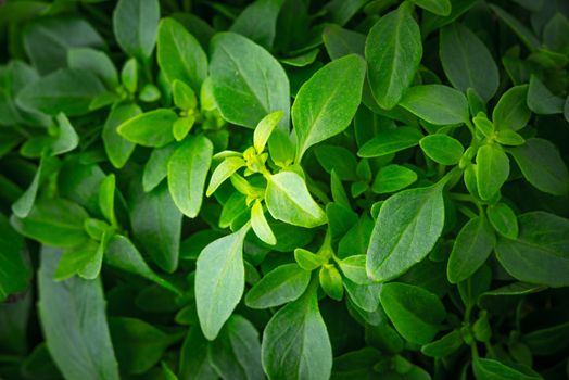 Basil leaves on the stems close-up horizontal