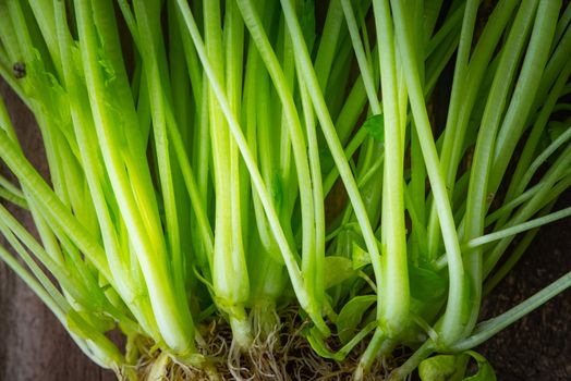 Green stems and roots of basil close up horizontal