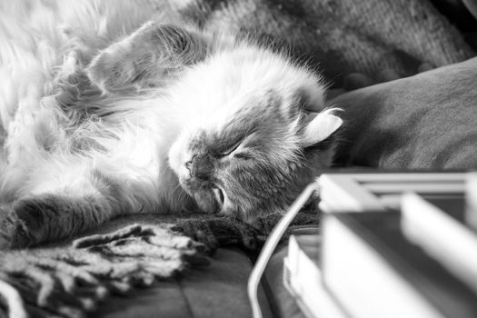 Domestic cat resting on the couch next to the book horizontal