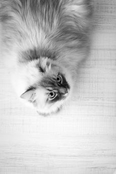 Domestic cat lying on a wooden table vertical