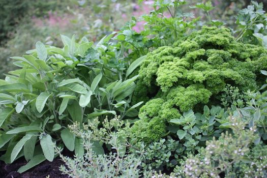 Herbs groving in my garden