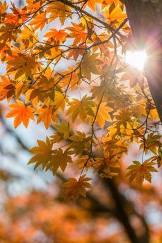 autumn leaves Yellow, orange and red in beautiful fall park.