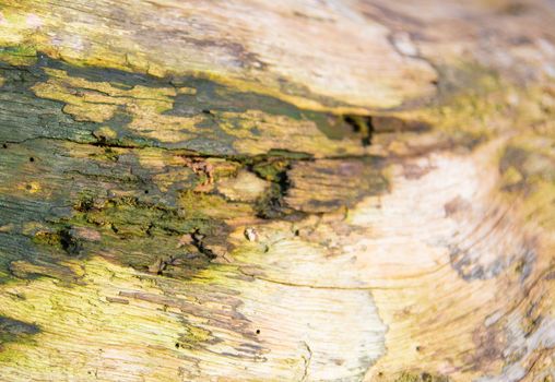 Selective focus Bark of tree texture and background