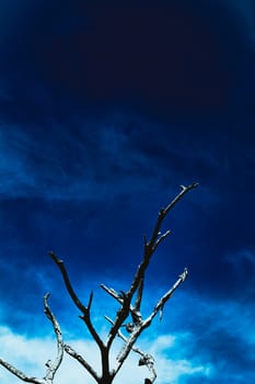 trees against a beautiful blue sky1