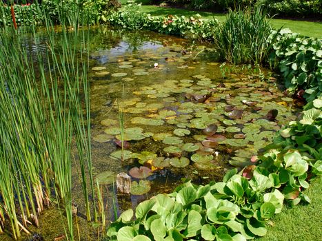 Beautiful classical design landscaped lush green blooming garden fish pond with water lily